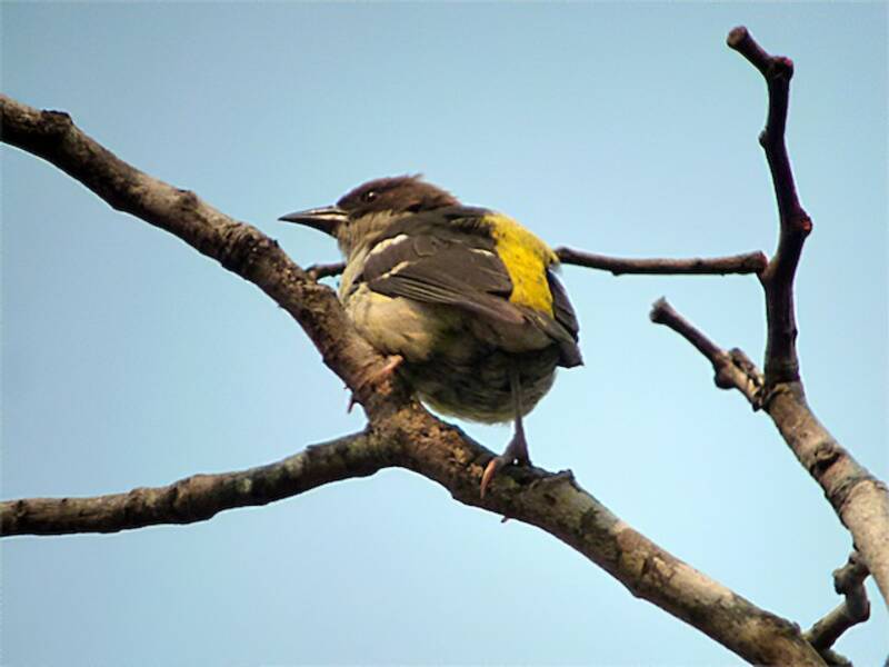 Bar-winged Weaver, Photos 3