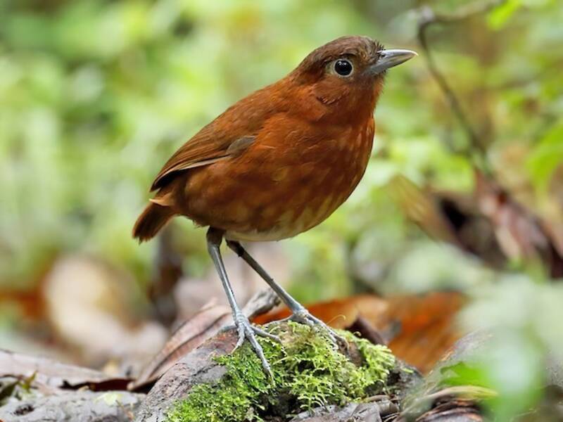 Bay Antpitta, Photos 1