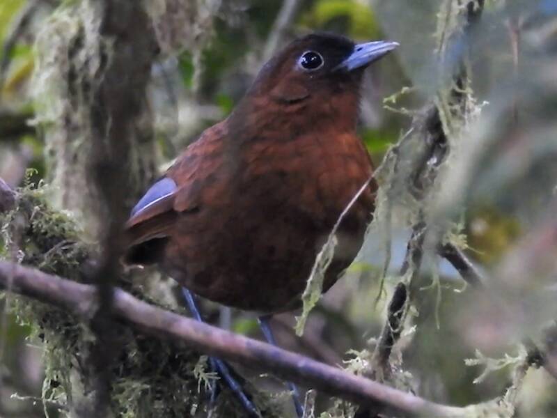 Bay Antpitta, Photos 2