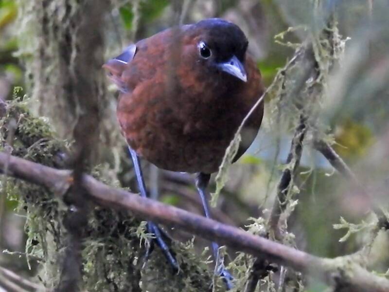 Bay Antpitta, Photos 3