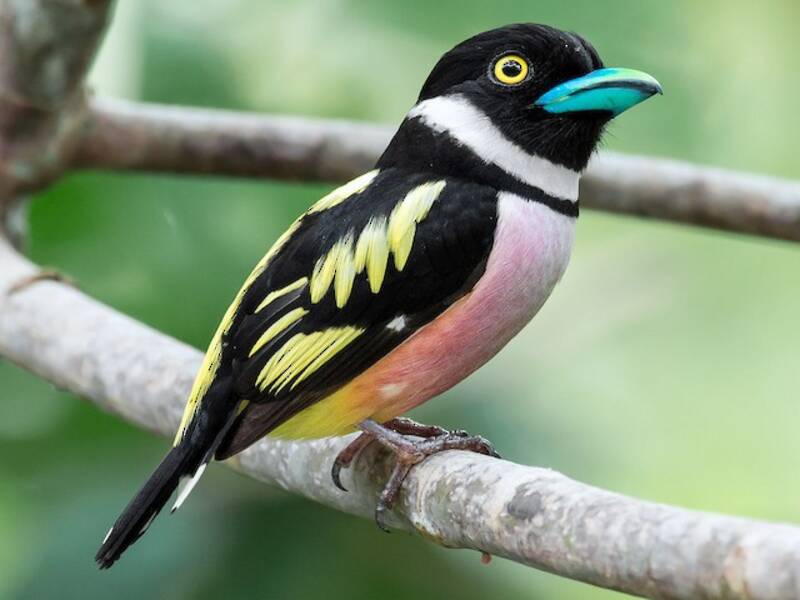 Black-and-yellow Broadbill