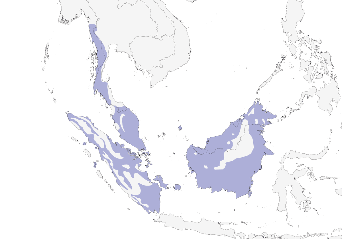 Eurilaimo nero e giallo, Distribuzione 1