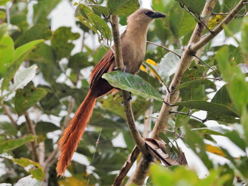 Bay Coucal