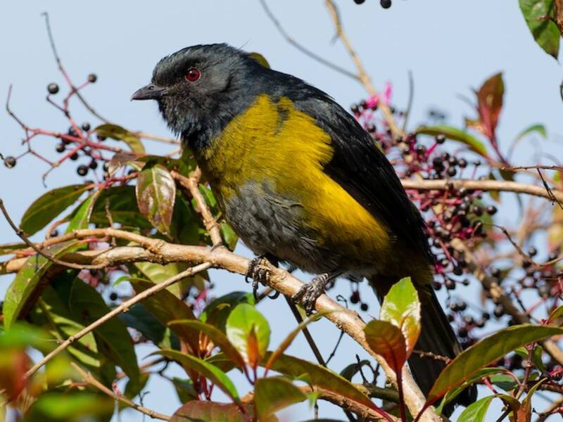 Ptilogon à dos jaune, Photos 2