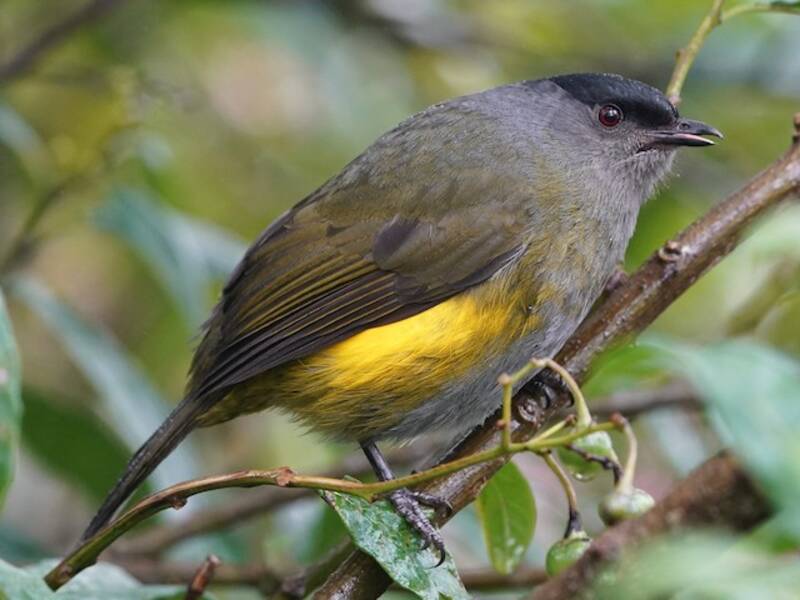 Ptilogon à dos jaune, Photos 4