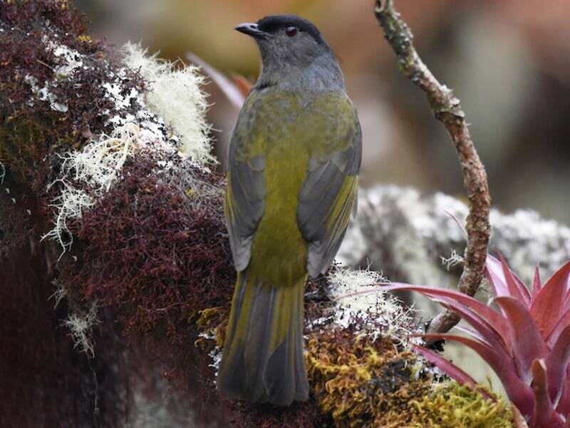 Ptilogon à dos jaune, Photos 3