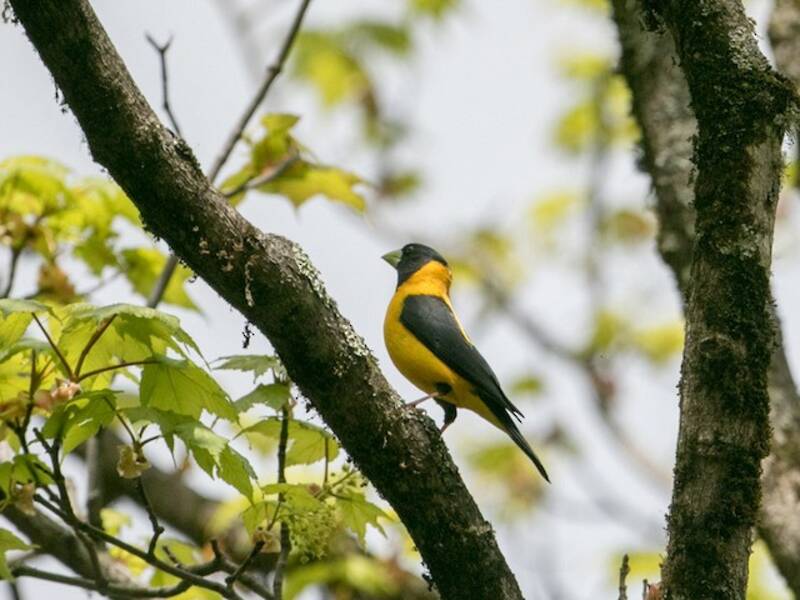 Gros-bec à nuque jaune, Photos 2