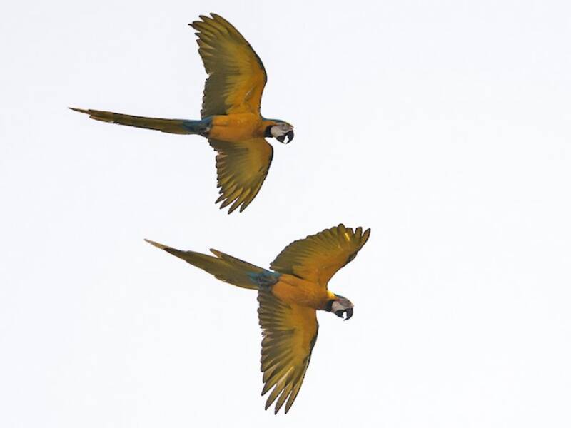 Guacamayo Azul y Amarillo, Fotos 4