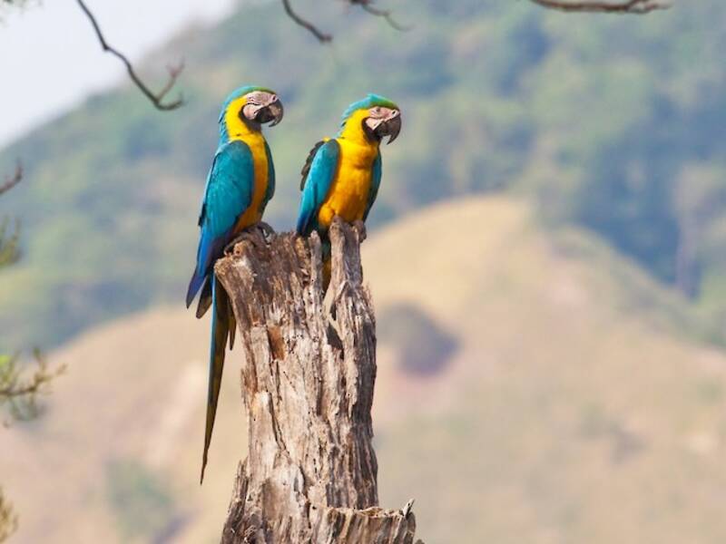 Guacamayo Azul y Amarillo, Fotos 2