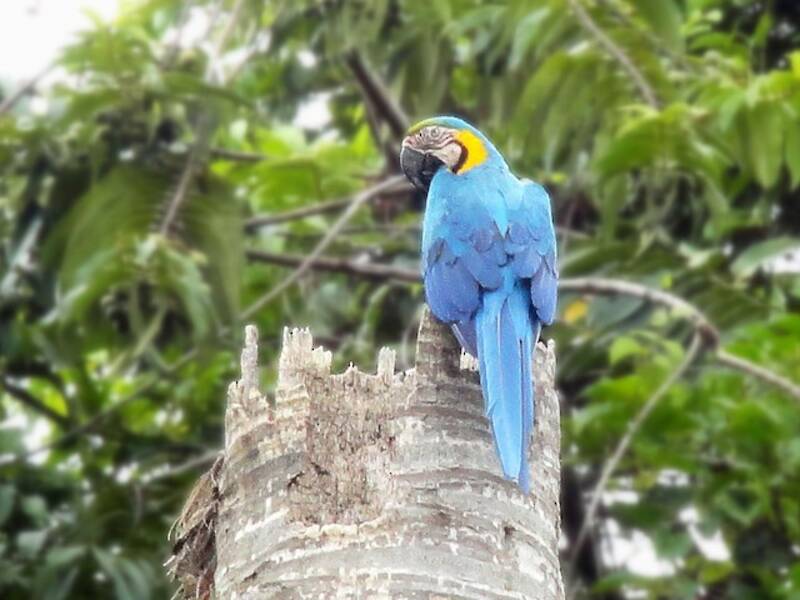 Guacamayo Azul y Amarillo