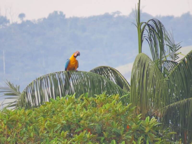 Guacamayo Azul y Amarillo, Fotos 3