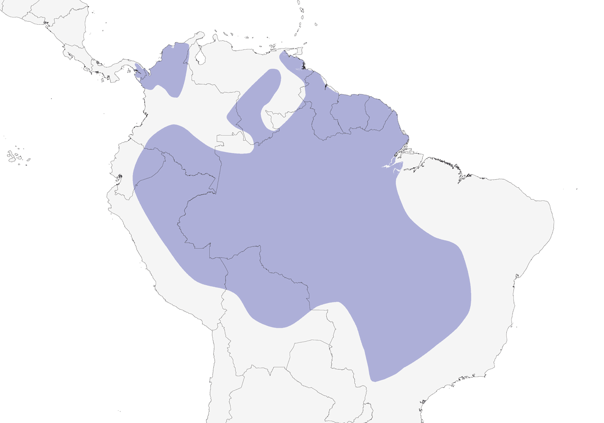 Guacamayo Azul y Amarillo, Distribución 1