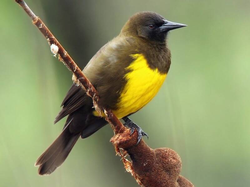 Brown-and-yellow Marshbird, Photos 4