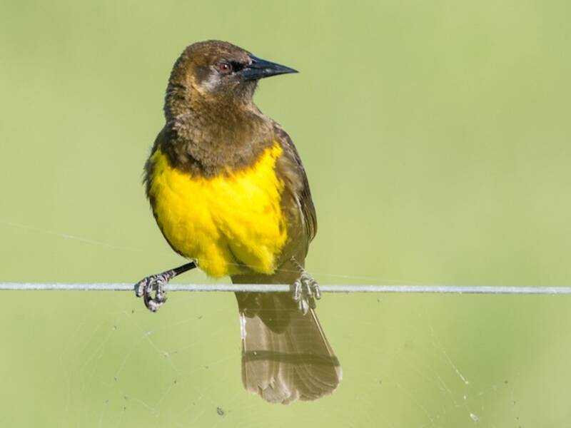 Brown-and-yellow Marshbird, Photos 3