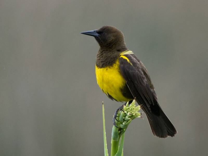 Brown-and-yellow Marshbird, Photos 2