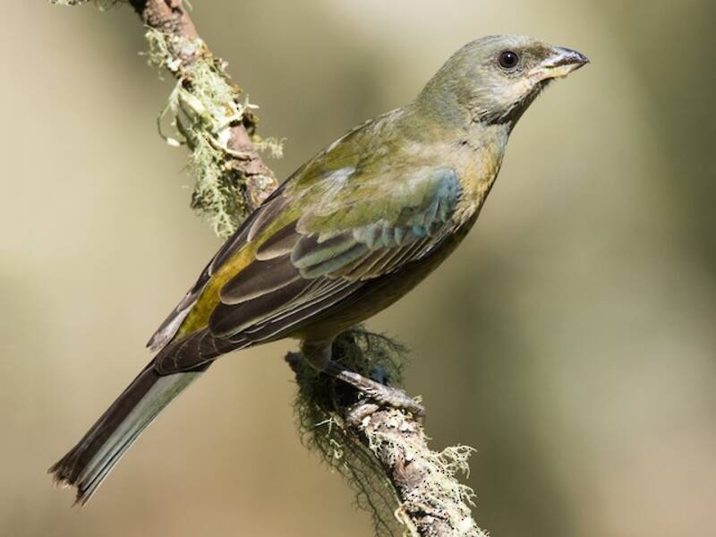 Blue-and-yellow Tanager