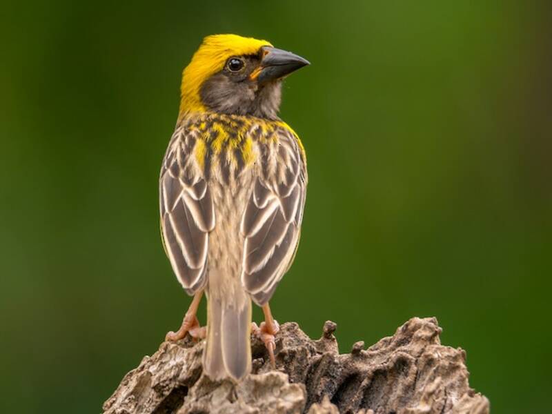 Tessitore Baya, Ploceus philippinus
