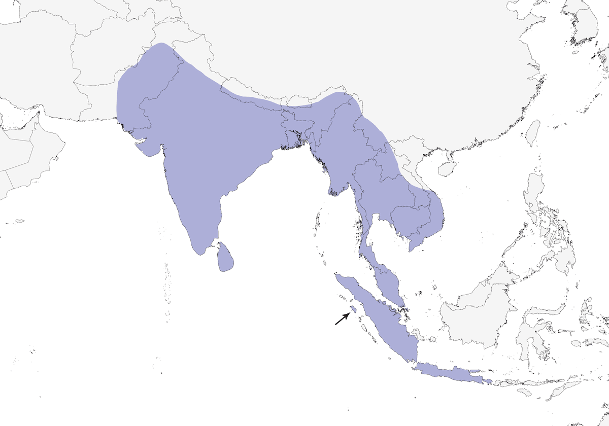 Tessitore Baya, Distribuzione 1