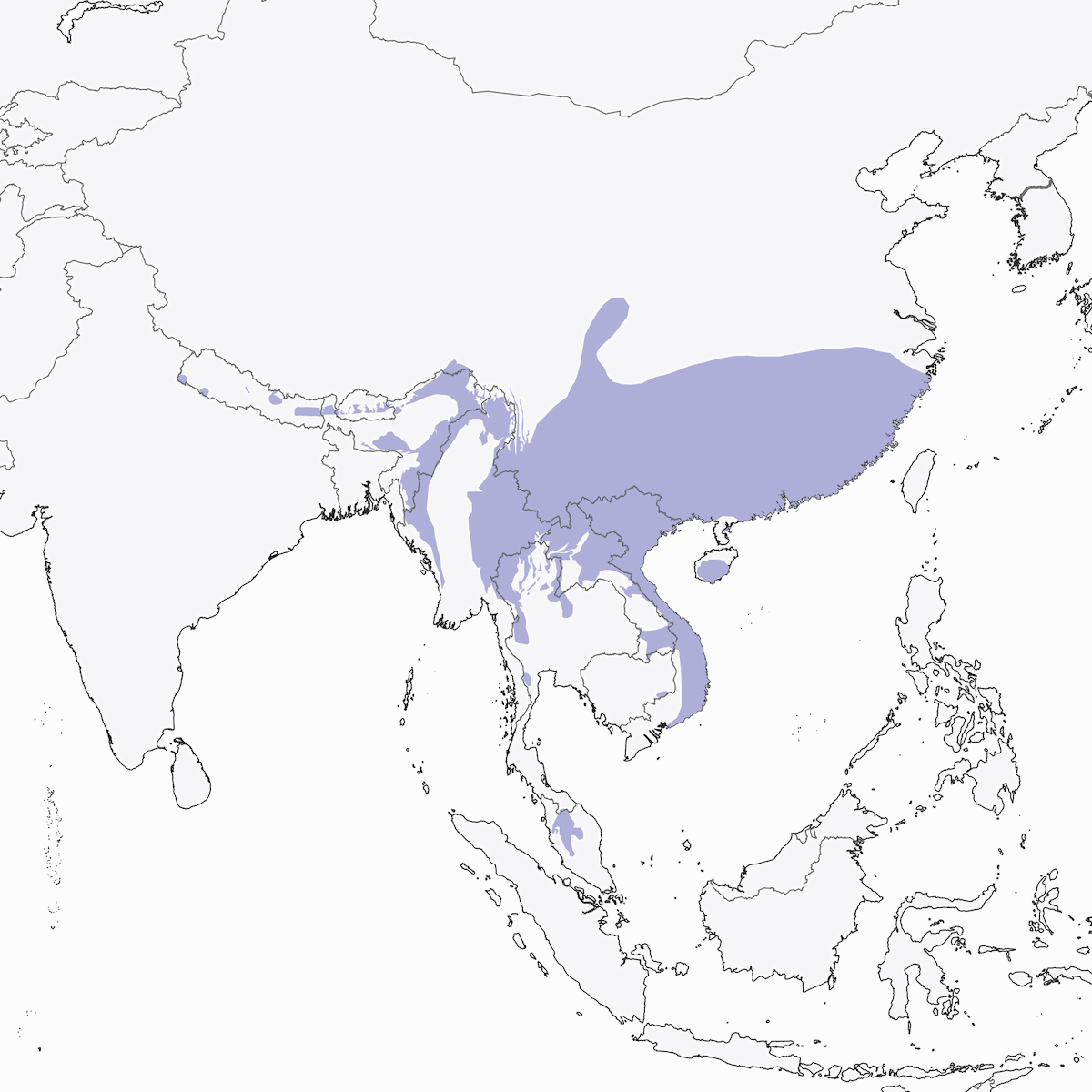 Pic bai, Distribution 1