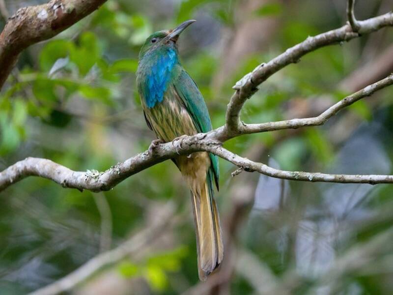 Blue-bearded Bee-eater