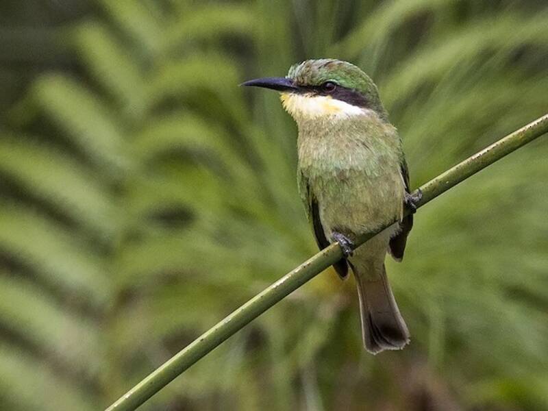 Blue-breasted Bee-eater (Merops variegatus)
