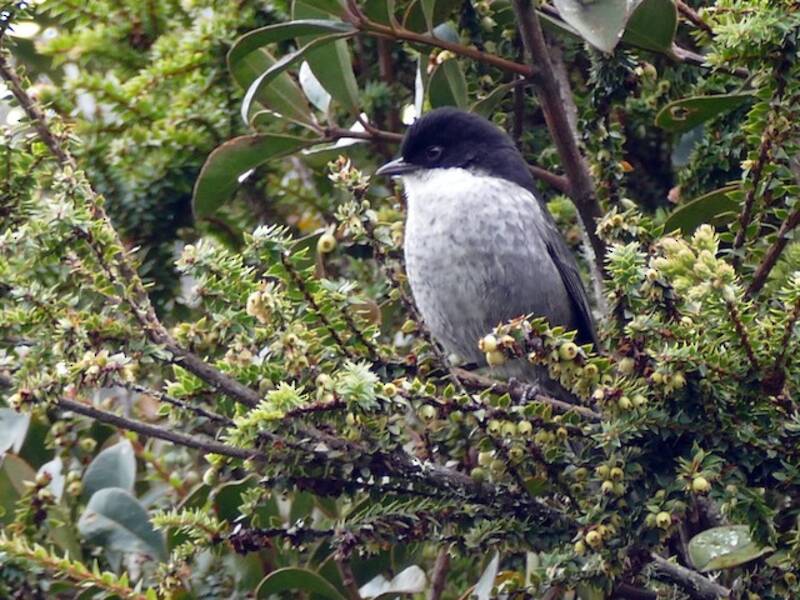 Hemispingo de Dorso Negro