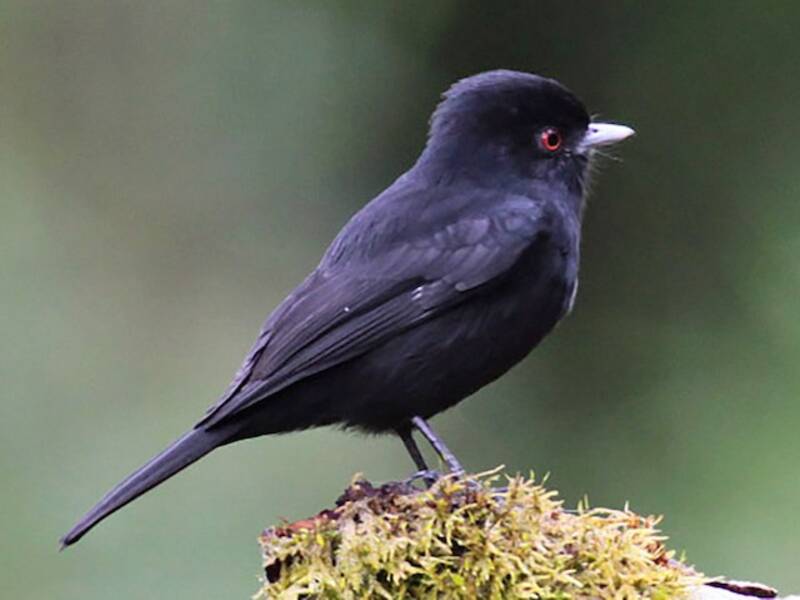 Blue-billed Black-Tyrant, Photos 3