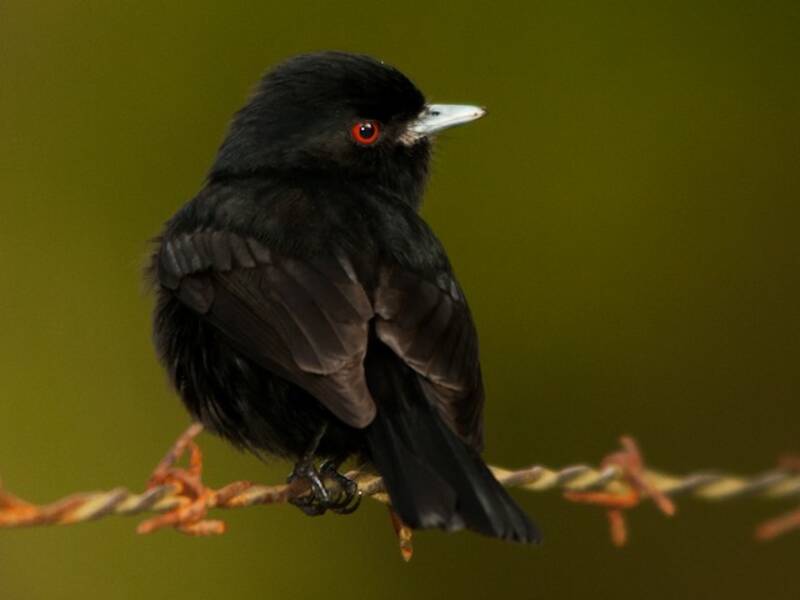 Blue-billed Black-Tyrant, Photos 2
