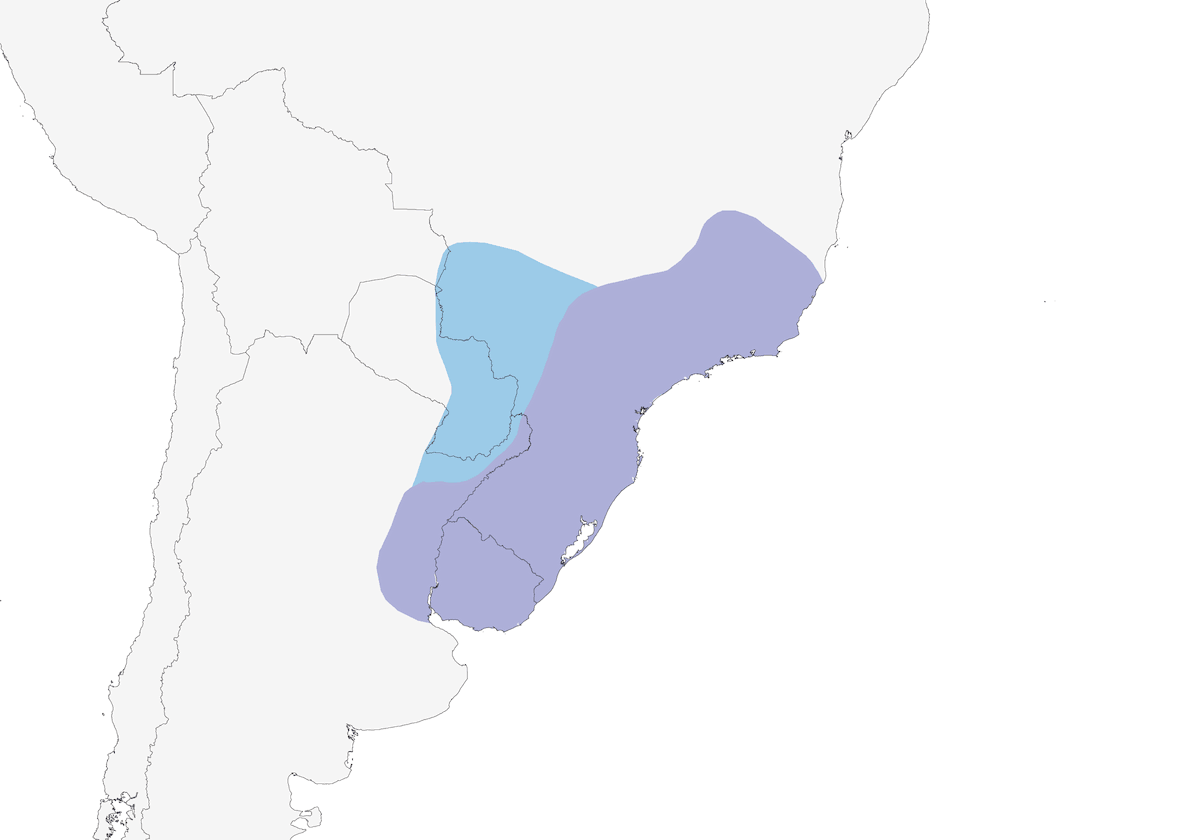 Blue-billed Black-Tyrant, Distribution 1