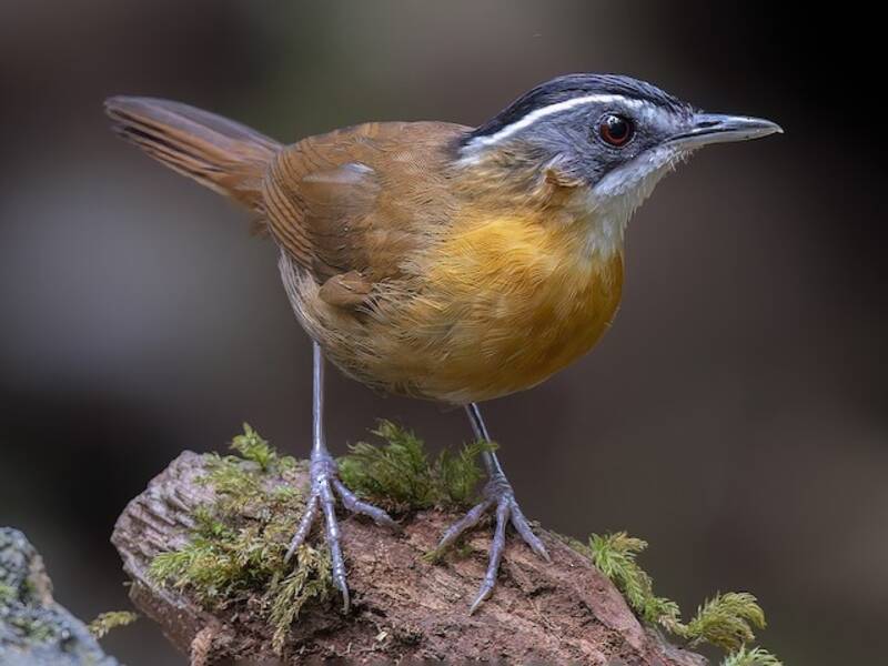 Bornean Black-capped Babbler