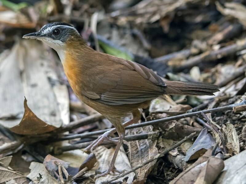Bornean Black-capped Babbler, 照片 3