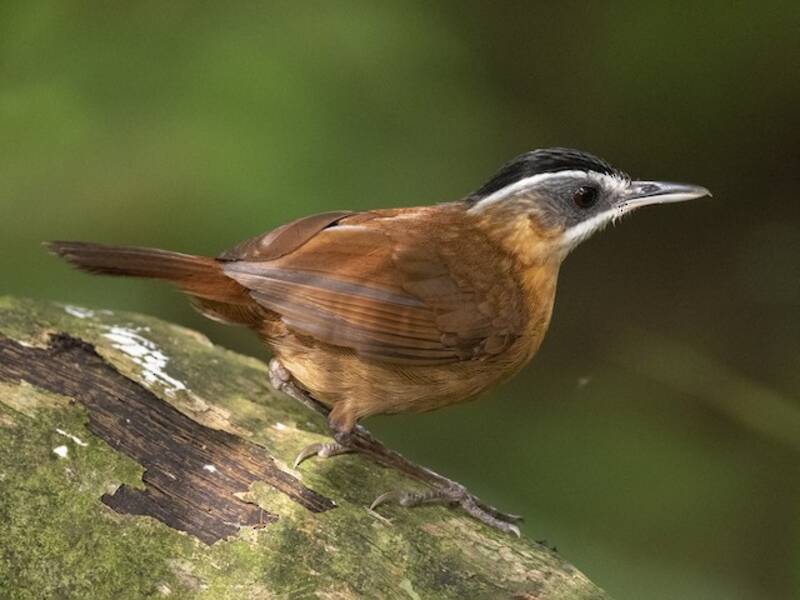 Bornean Black-capped Babbler, 照片 2