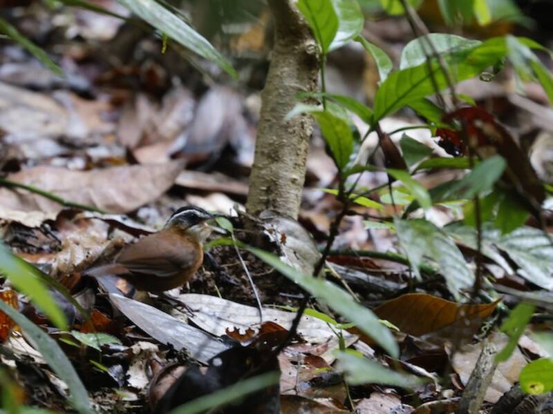 Bornean Black-capped Babbler, 照片 4