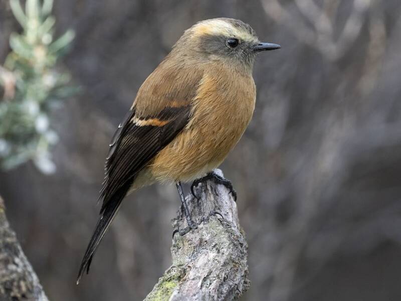 Brown-backed Chat-Tyrant, 照片 3