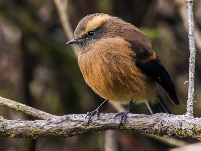 Brown-backed Chat-Tyrant, 照片 4