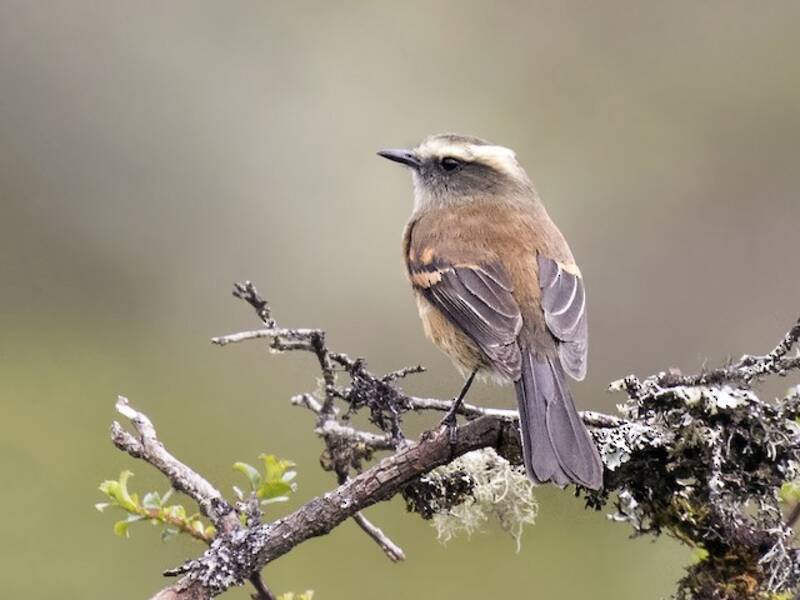 Brown-backed Chat-Tyrant, 照片 2
