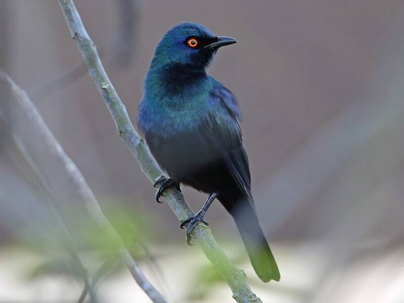 Black-bellied Starling, 照片 4