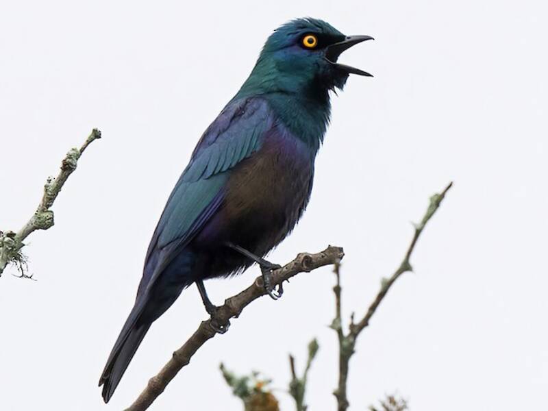 Black-bellied Starling, 照片 3