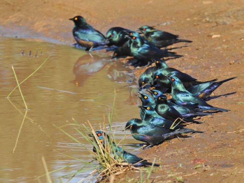 Black-bellied Starling, 照片 2