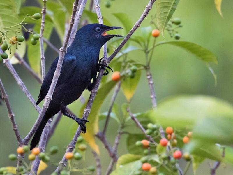 Black-bellied Starling