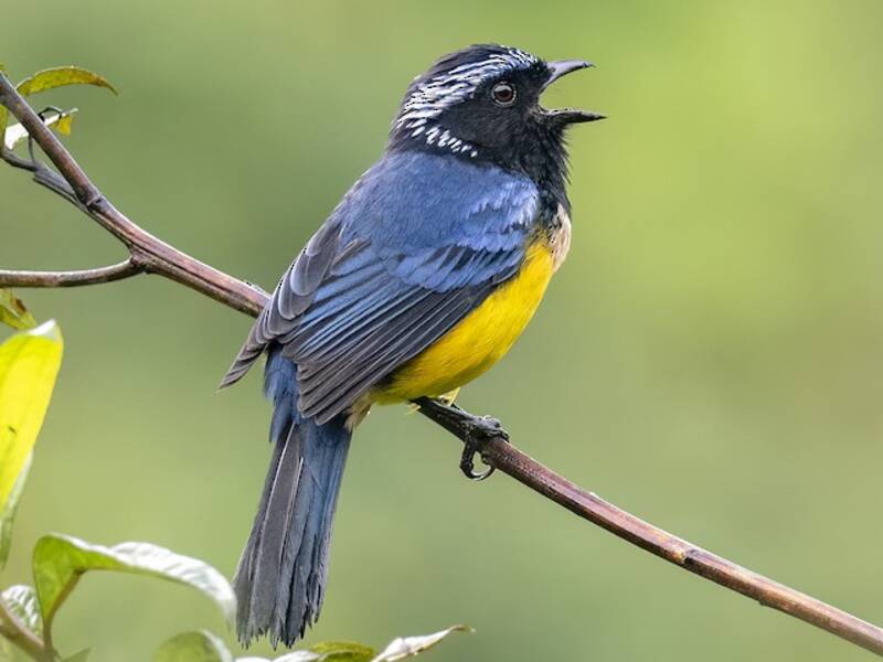 Buff-breasted Mountain Tanager, Photos 3
