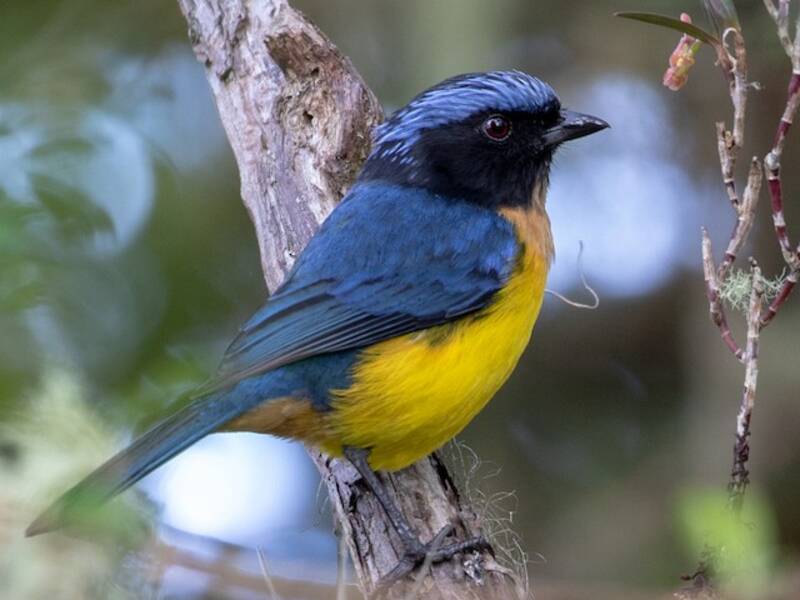 Buff-breasted Mountain Tanager, Photos 2