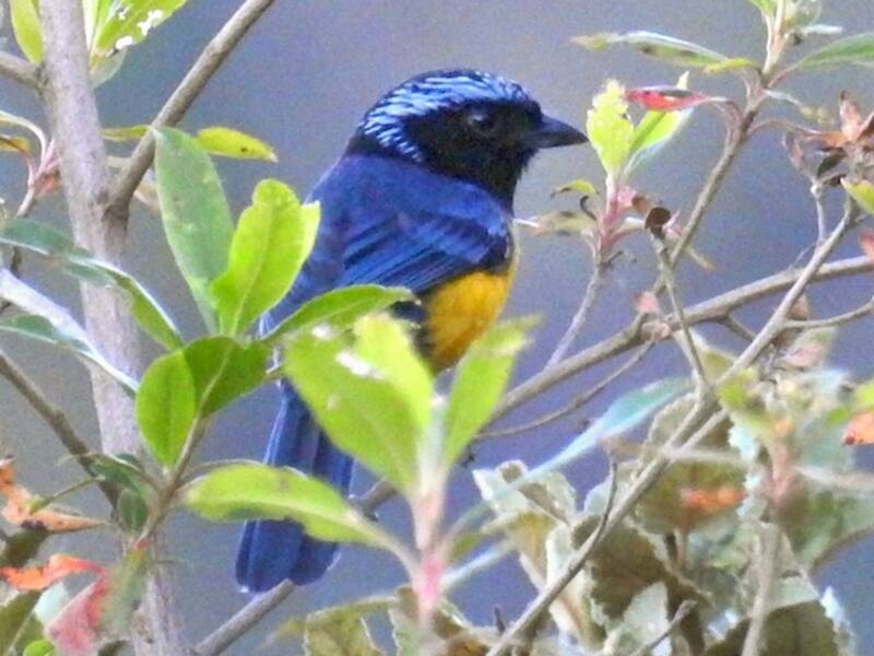 Buff-breasted Mountain Tanager, Photos 4