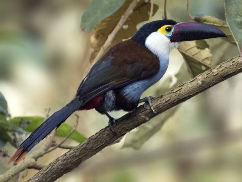 Black-billed Mountain-Toucan, Photos 3