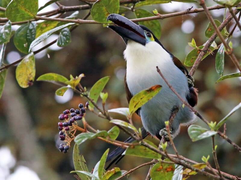 Black-billed Mountain-Toucan