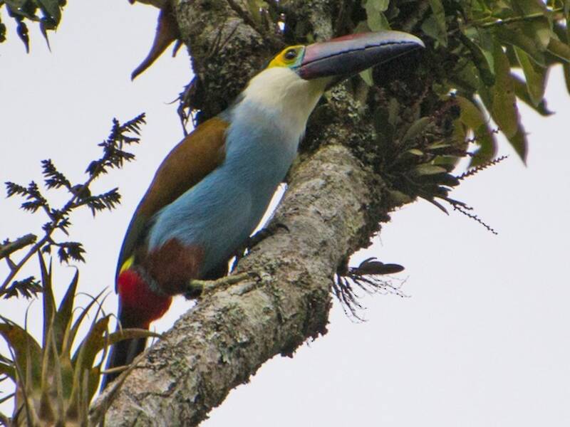 Black-billed Mountain-Toucan, Photos 2