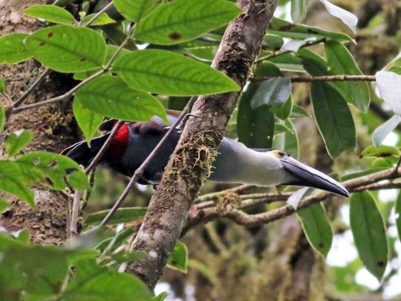 Black-billed Mountain-Toucan, Photos 4