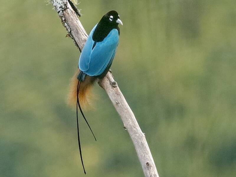 Blauparadiesvogel, Fotos 4