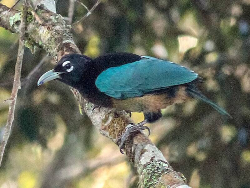 Blauparadiesvogel, Fotos 3