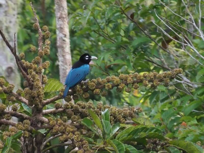 Blauparadiesvogel